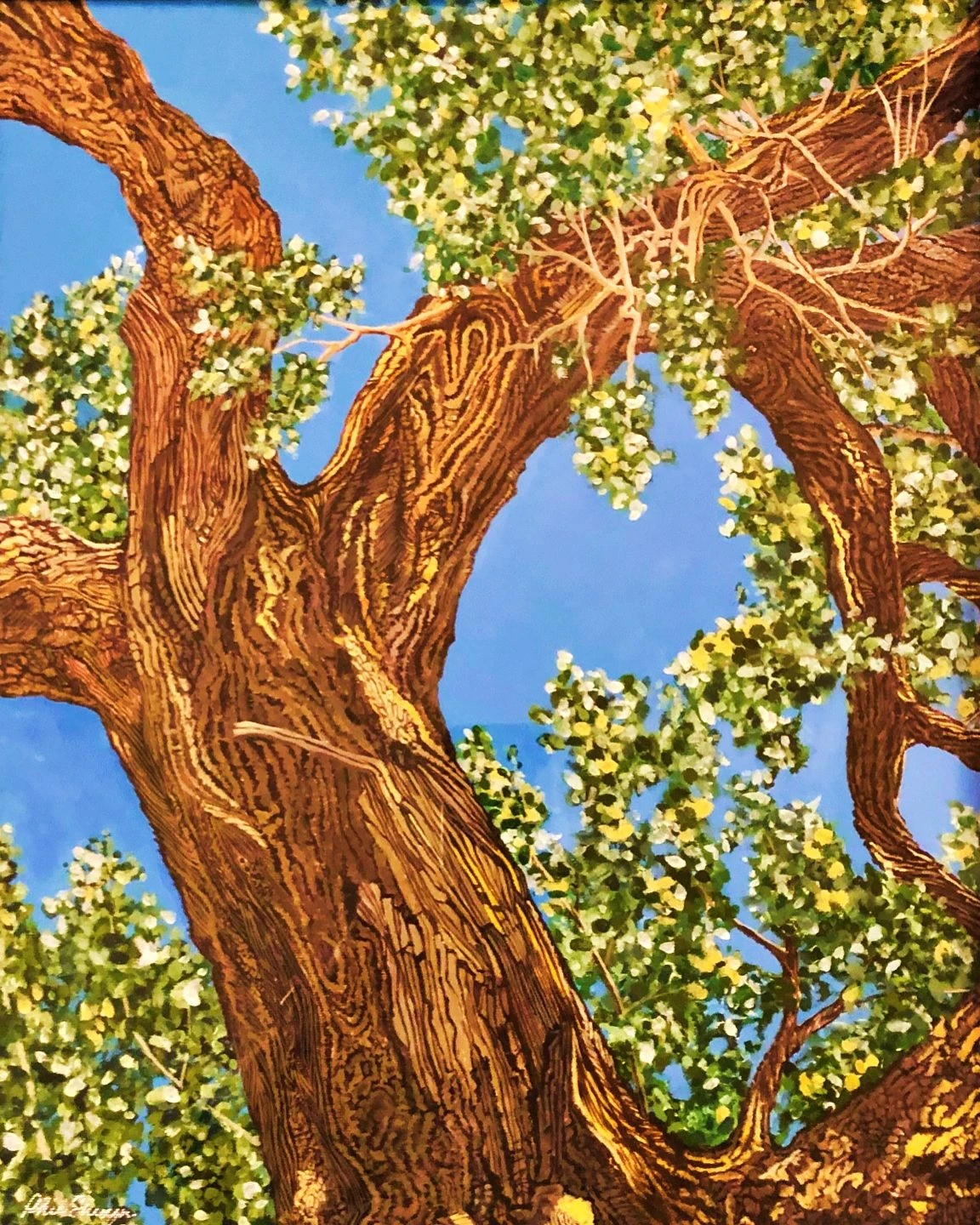Ancient Cottonwood I