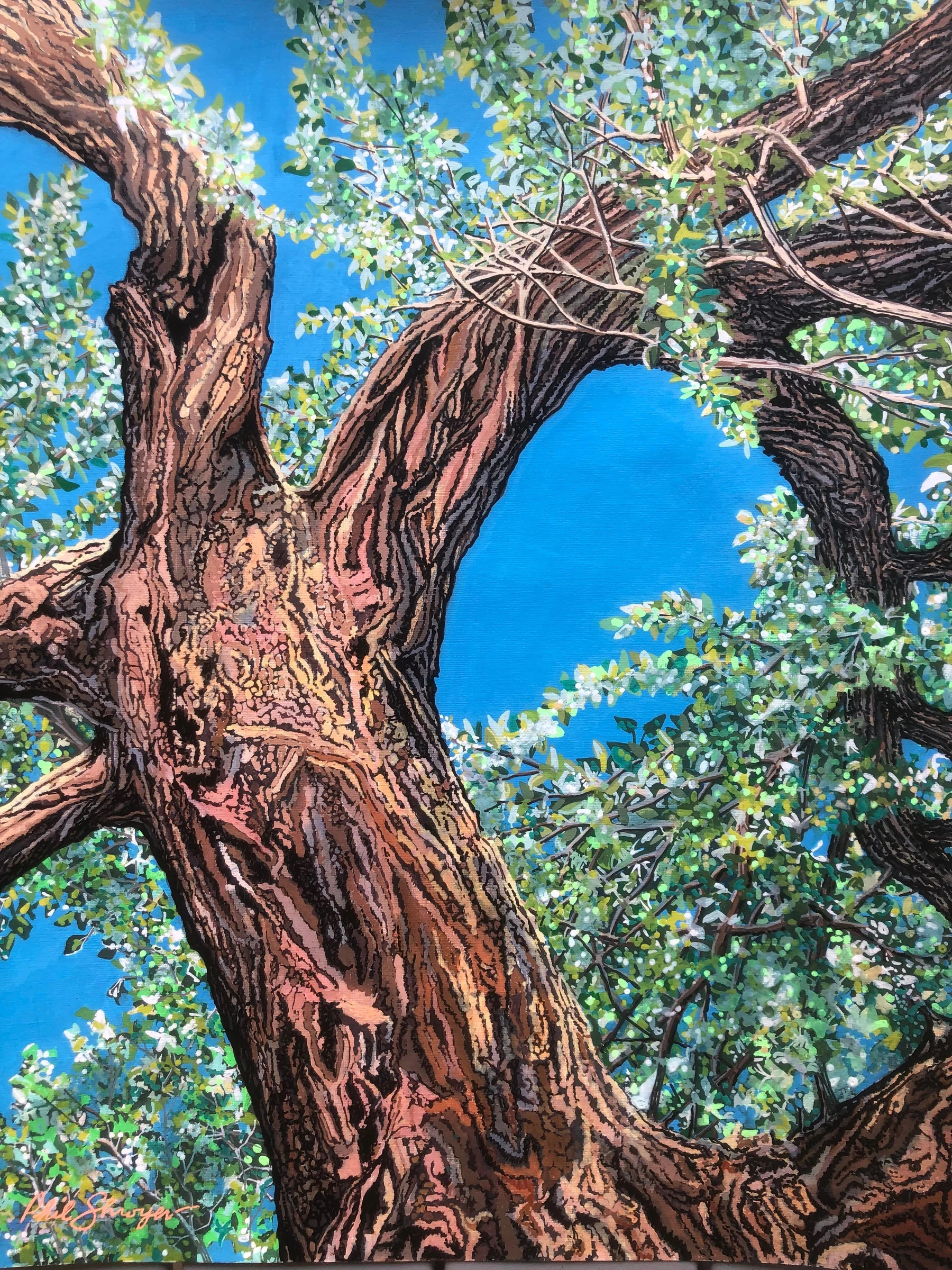 Ancient Cottonwood V