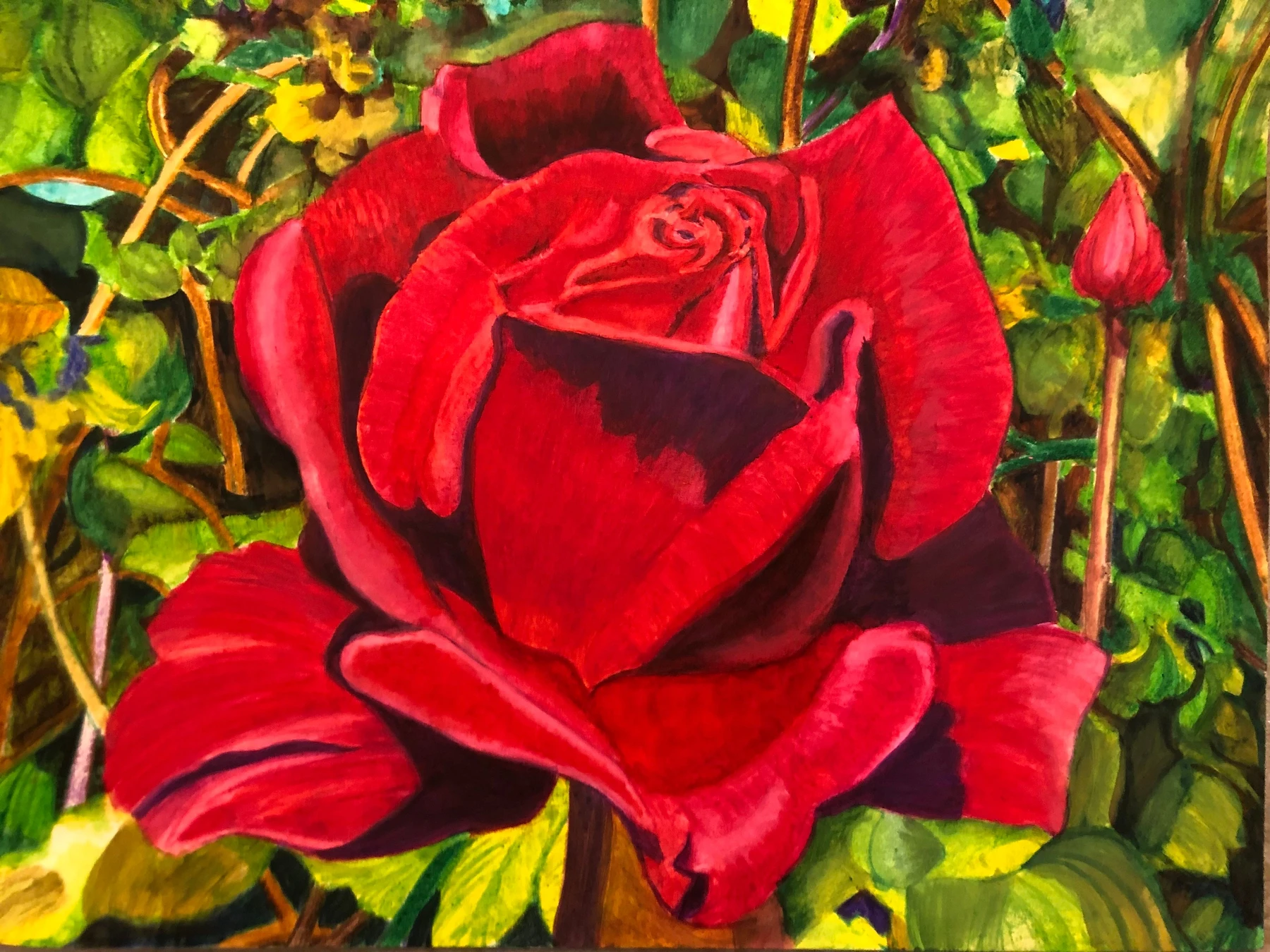  A Red Rose in Portland
