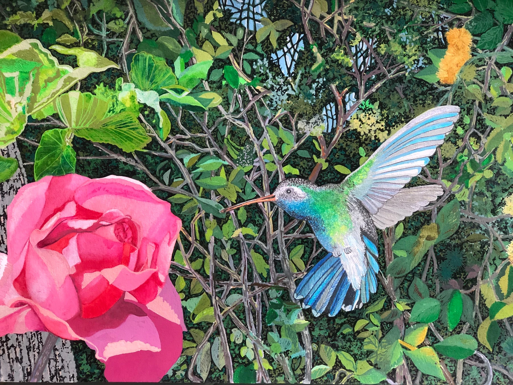 Hummingbird