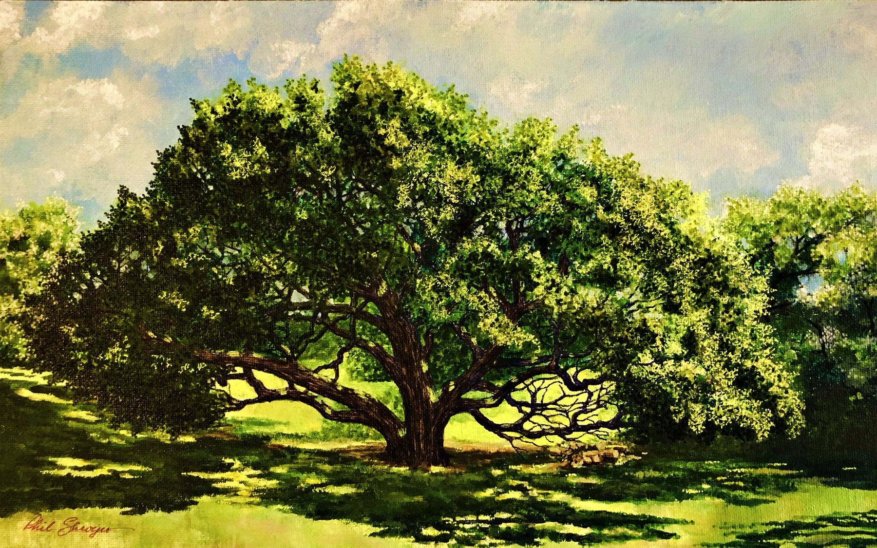 Live Oak at Jacob's Well