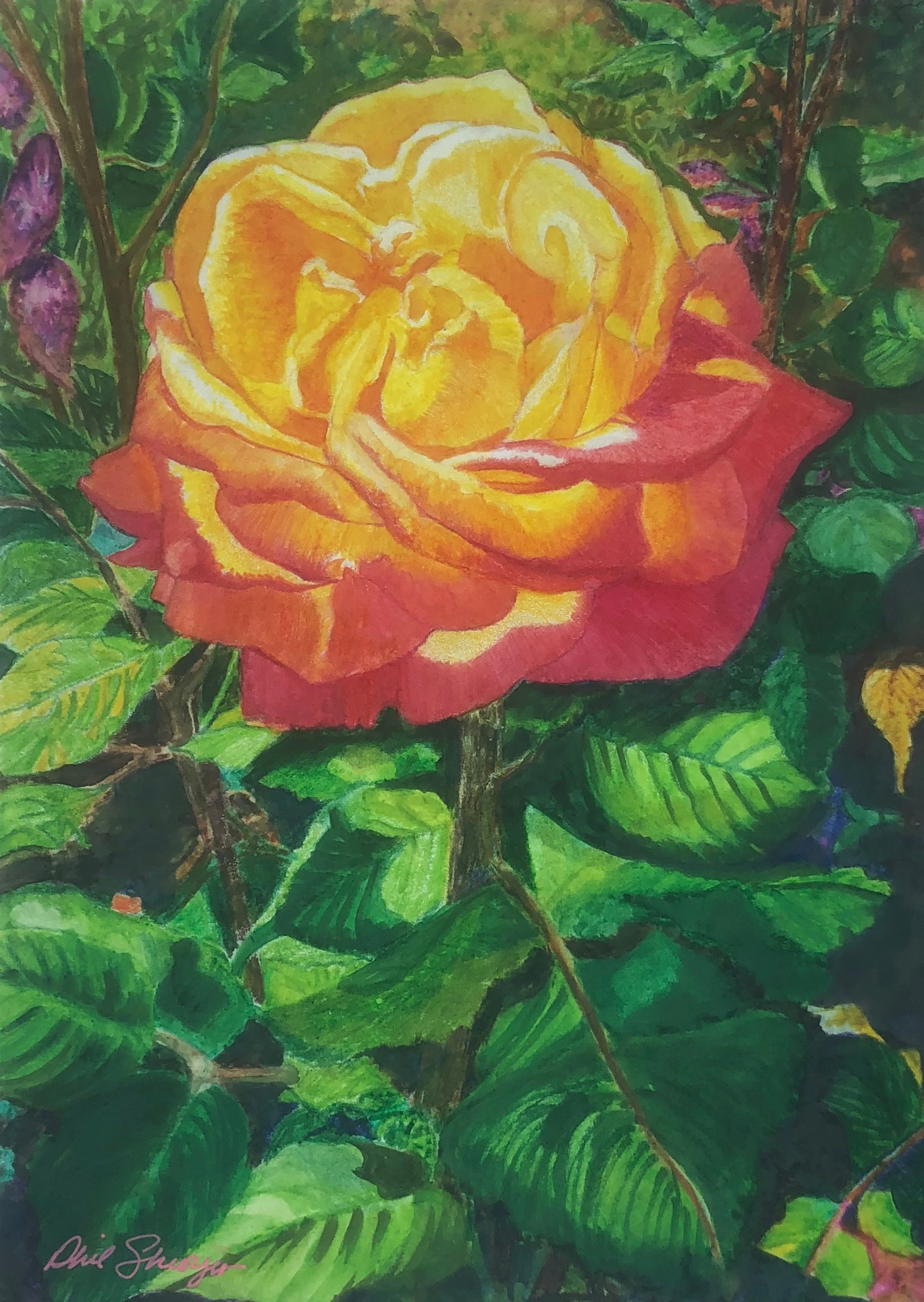 Orange Rose