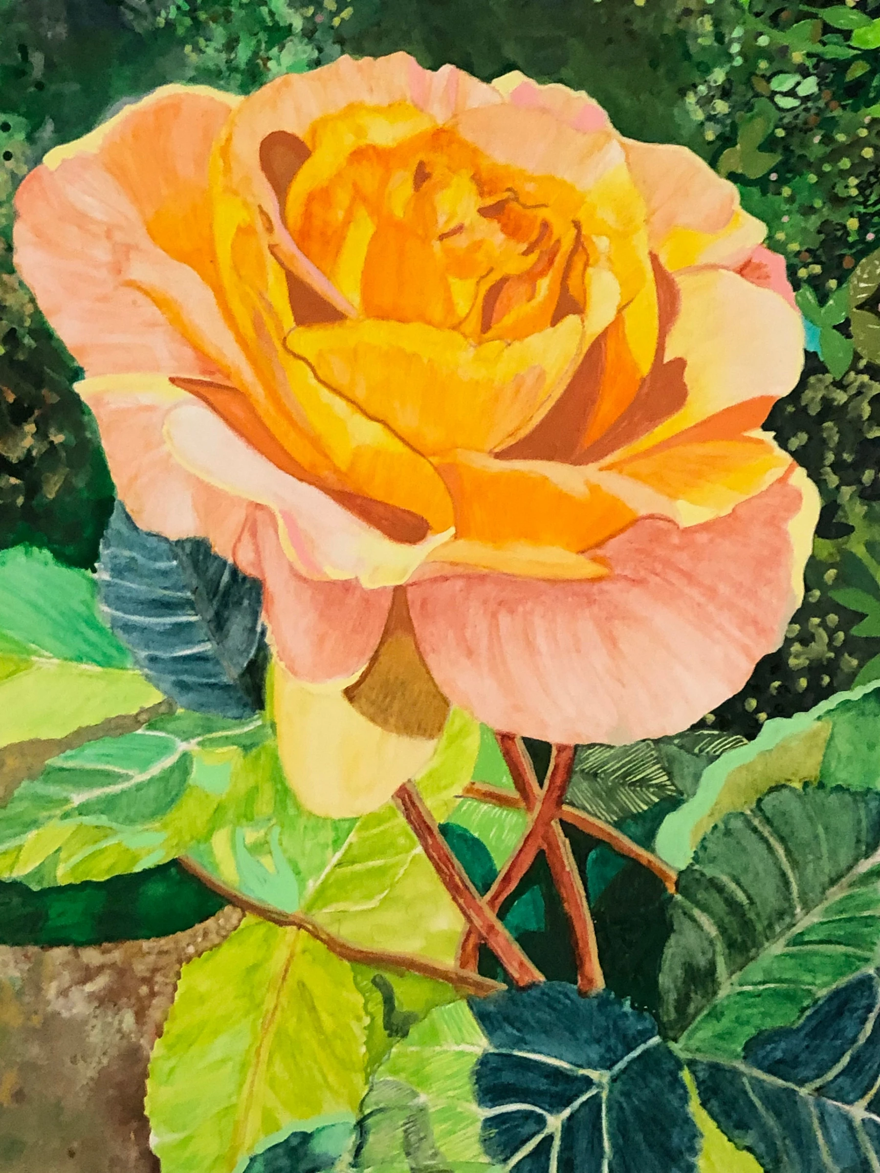 Pale Pink Rose