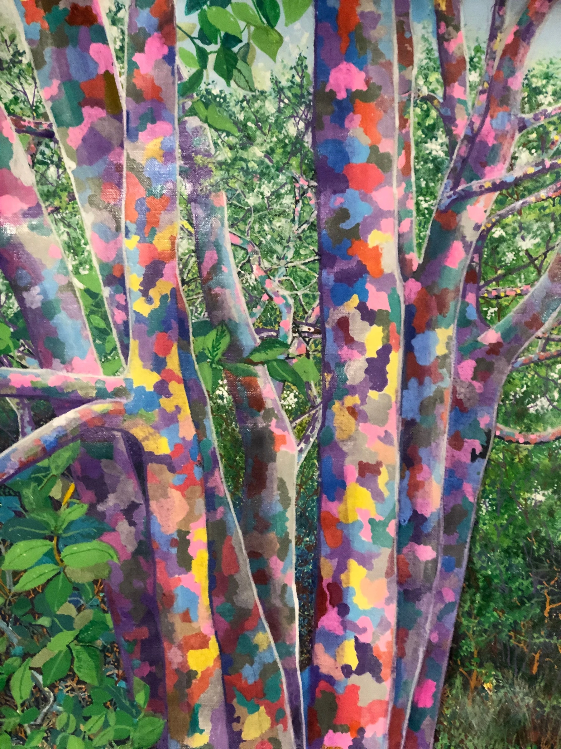 Plane Tree Rainbow