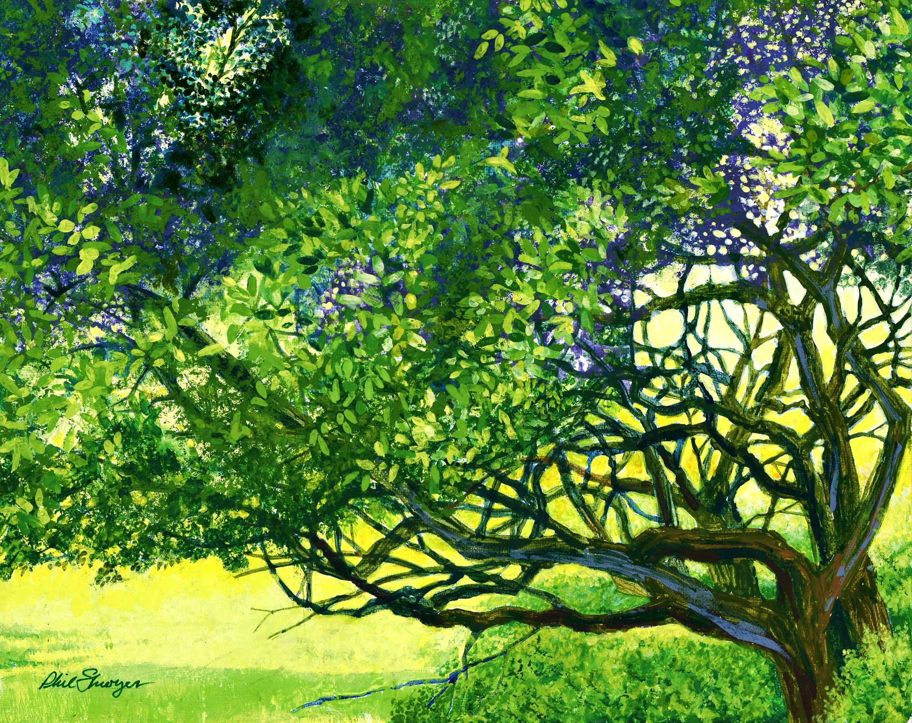 Twisted Live Oak