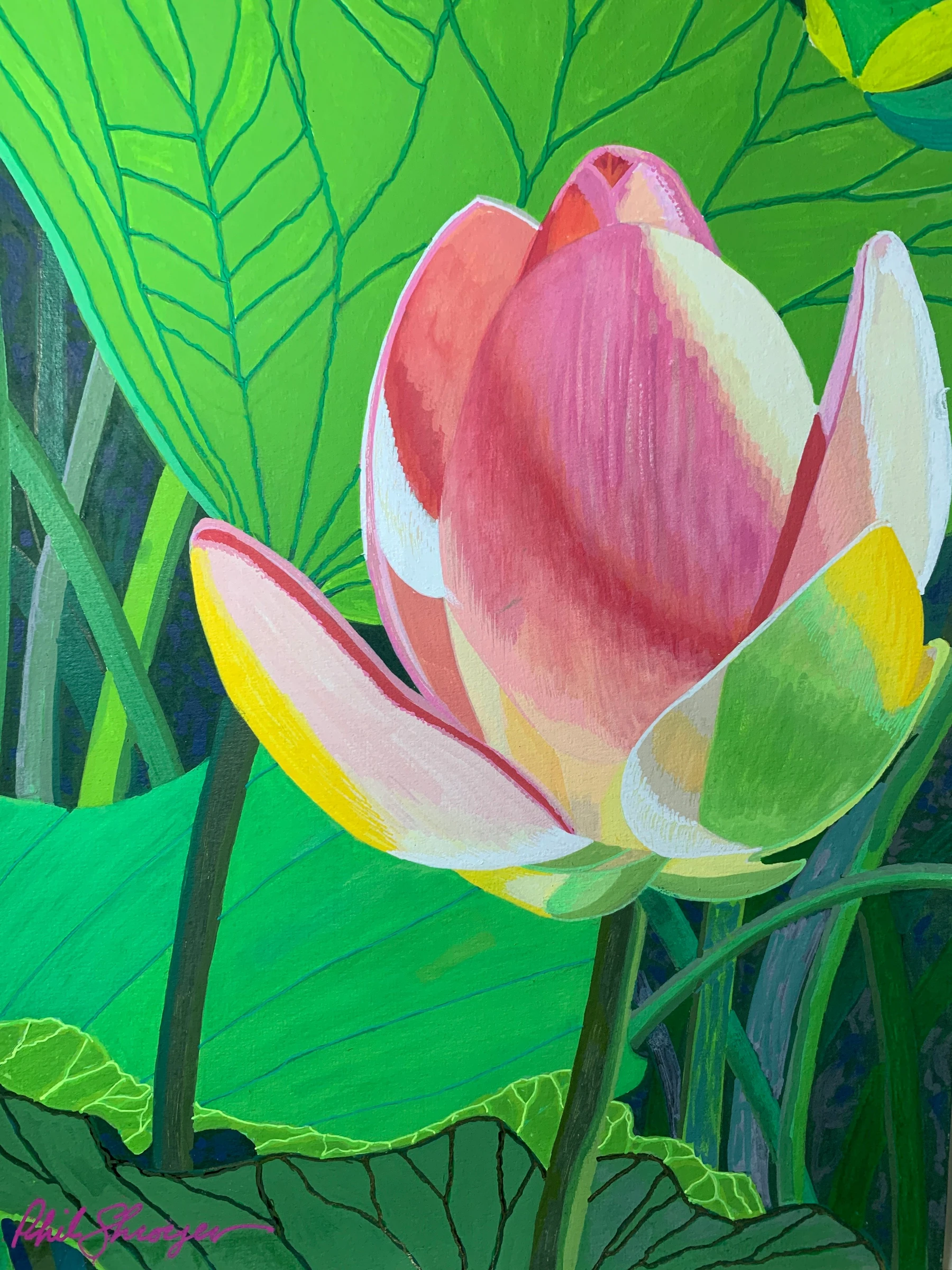 Water Lily