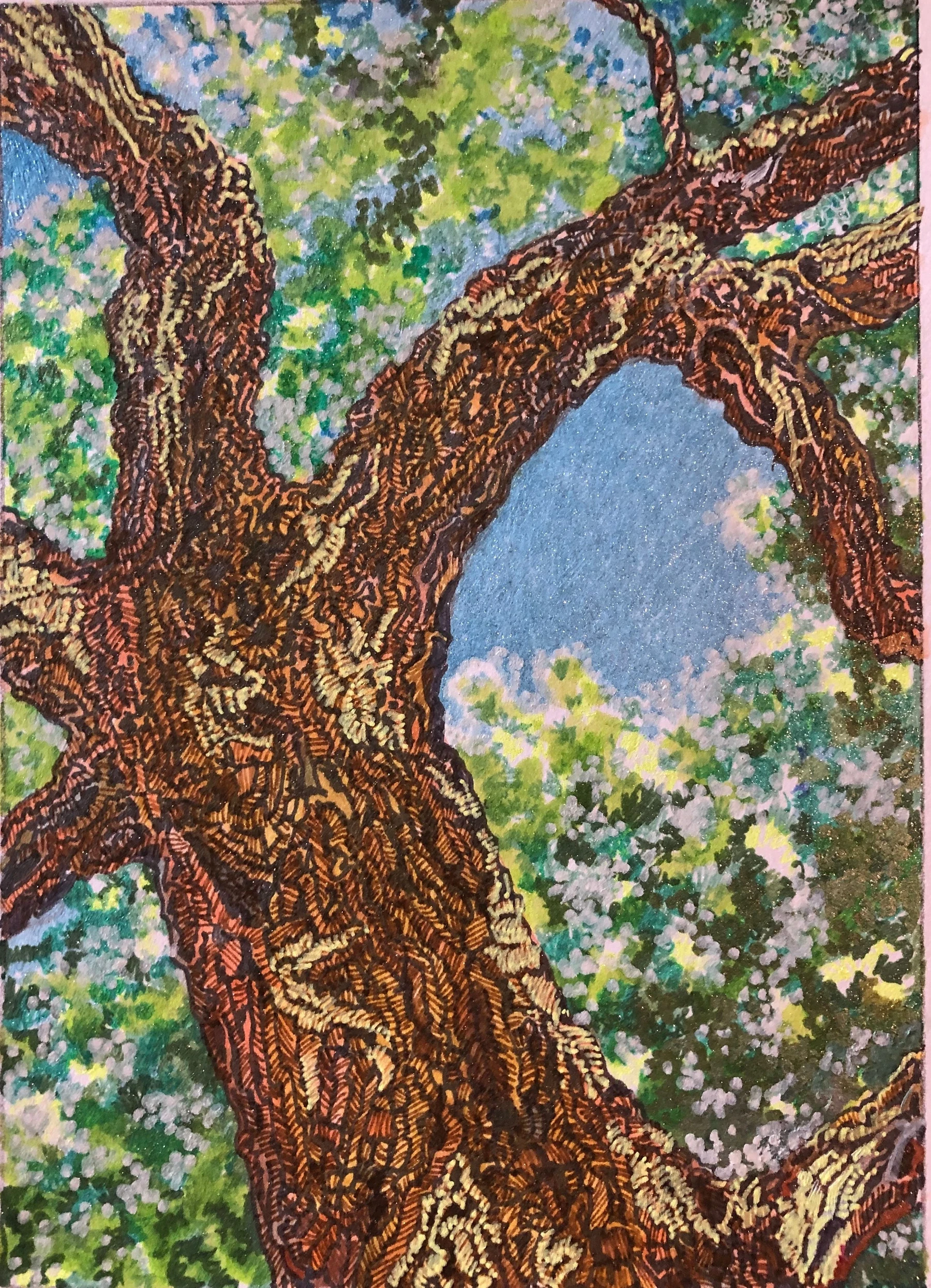 Ancient Cottonwood II