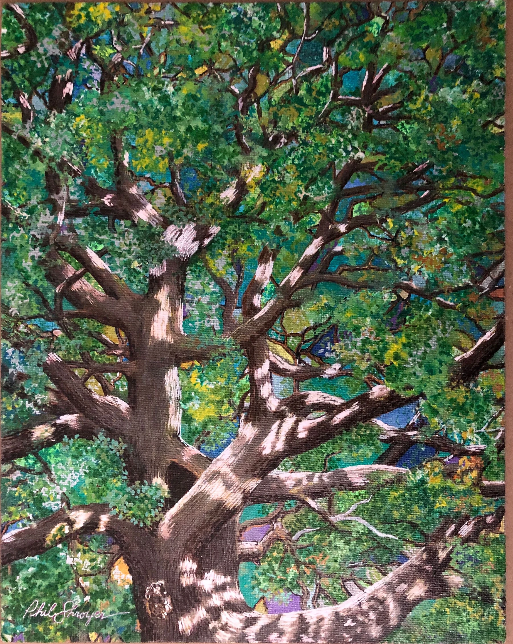 Oldest Live Oak In Texas